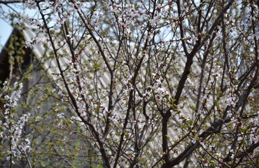 tree in spring