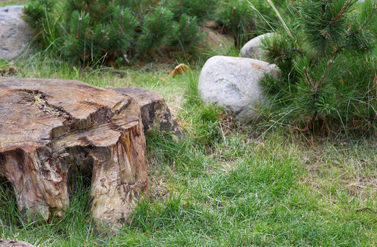 Fototapeta stump in the forest