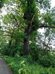 tree in the park