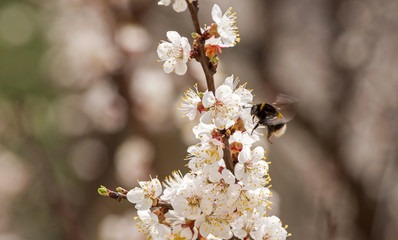 Bumblebee in flight near a branch of a blossoming apricot tree. Selective focus.