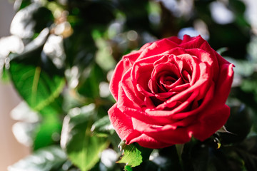 Red rose flower simbol of St. Valentine's Day