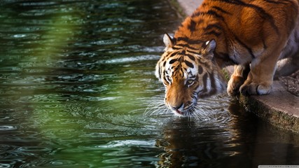 Tiger drinking water, India