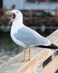 Side-face portrait of a seagull cawing while standing on a wooden fence
