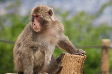 Naklejka na ściany i meble Macaco Japones posando