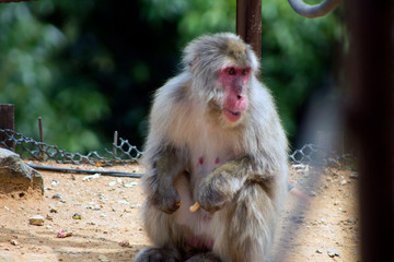 Fototapeta premium Macaco japones