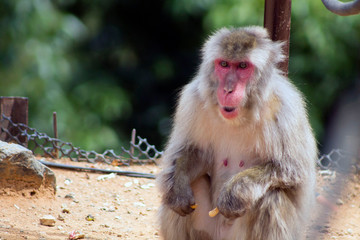 Macaco japones
