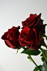 Three red rose on white background, for Valentine’s day