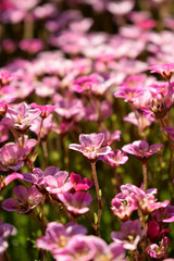 Fototapeta na wymiar Little pink flowers in a garden on a sunny day. Blooming moss