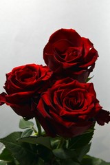 Three red rose on white background, for Valentine’s day