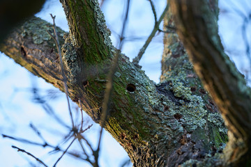 ein durch den Asiatischen Laubholzbockkäfer befallener Baum in Magdeburg in Deutschland. Der Käfer breitet sich etwa seit dem Jahr 2000 in Europa aus, und schädigt Laubbäume. 