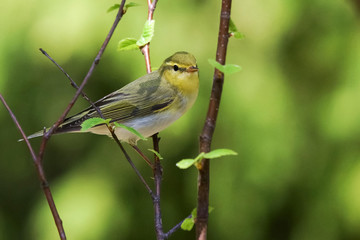 Wood Warbler