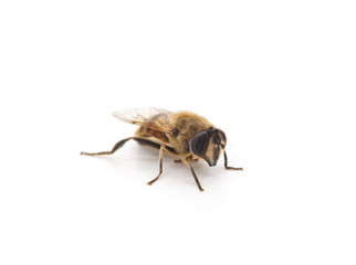 bee isolated on white