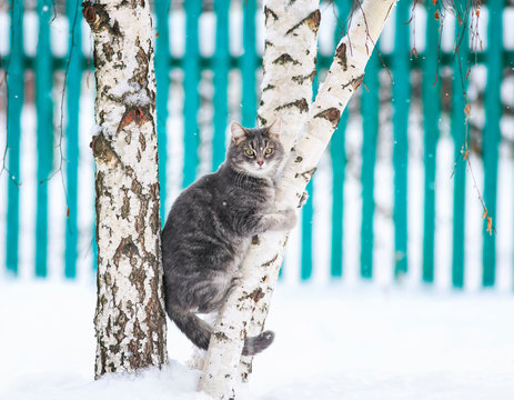 Cute Striped Cat Sitting On A Birch Tree In A Winter Rural Snow Garden And Looking Straight Fluff Fur