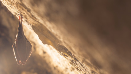 Close up small sleeping horseshoe bat covered by wings, hanging upside down on top of cold natural rock cave while hibernating. Creative wildlife photography. Creatively illuminated blurry background.