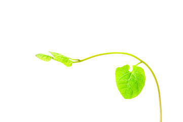 New growth of Morning Glory (Ipomoea purpurea). Isolated on white background.