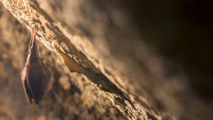 Close up small sleeping horseshoe bat covered by wings, hanging upside down on top of cold natural...
