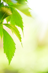 Green leaves of Virginia creeper (Parthenocissus quinquefolia). Selective focus and shallow depth of field.
