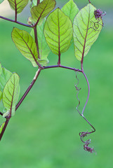 Cathedral bells vine (Cobaea scandens) leaves and tendrils.