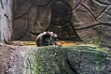 Fototapeta premium Marmoset monkeys in a zoo