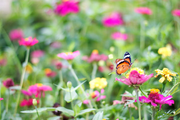 butterflies in a beautiful flower garden