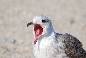 Deadline soon - is everything done? Loud seagull shouts with it huge mouth