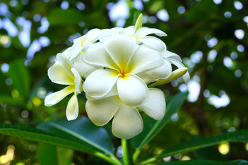 Fragrant blossoms of white and yellow frangipani flowers, also called plumeria and melia