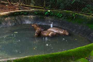 Capybara is the largest living rodent in the world
