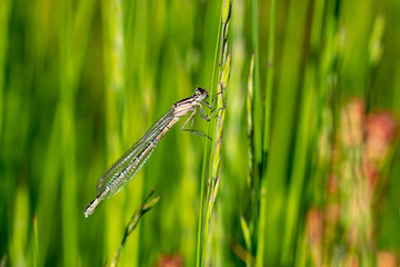Pale brown female Common Blue Damselfly.(enallagma cyathigerum) on a blade of grass, Essex England