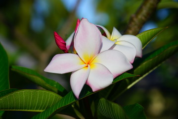 Fragrant blossoms of white and yellow frangipani flowers, also called plumeria and melia