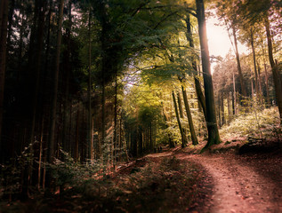 Fototapeta premium Waldweg 