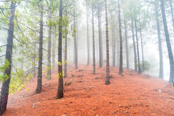 Foggy pine forest at red slopes with stones. Nature landscape