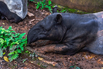 Malayan Tapir also called as Asian Tapir