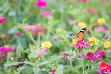 butterflies in a beautiful flower garden