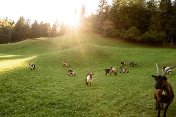 Ziegenherde auf einer Almwiese in Mittenwald in Bayern