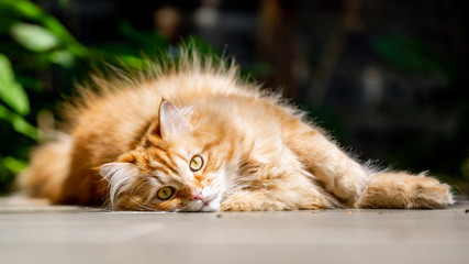 A ginger cat lying on its side on the ground in a garden in the sun looking at the camera.