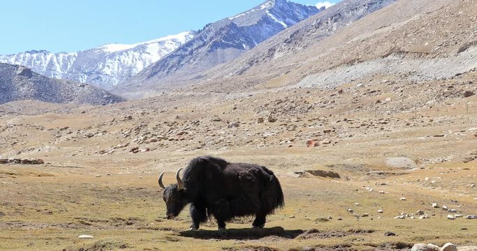 Himalaya mountain nature landscape. Wild yak animal grazing outdoors on high altitude pasture with ice and snow peaks seen in distance