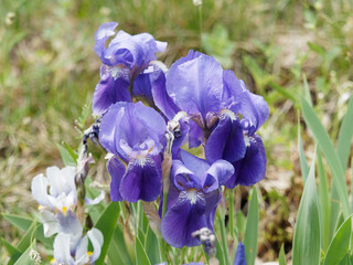 Iris germanica - L'iris d'Allemagne avec ses feuilles pointues en forme de glaive de couleur bleu violet