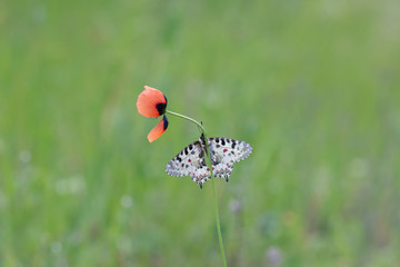 Papilionidae / Orman Fistosu / / Zerynthia cerisyi