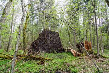 Fototapeta na wymiar Martwe drzewo leżące na ziemi w Białowieskim Parku Narodowym.