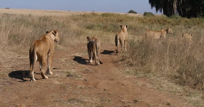 African Lion, panthera leo, Group in Savannah, Nairobi Park in Kenya, Real Time 4K
