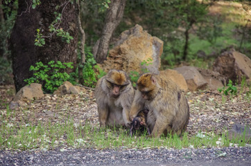 Family of Barbary Macaque in the mountains of Morocco in North Africa.
