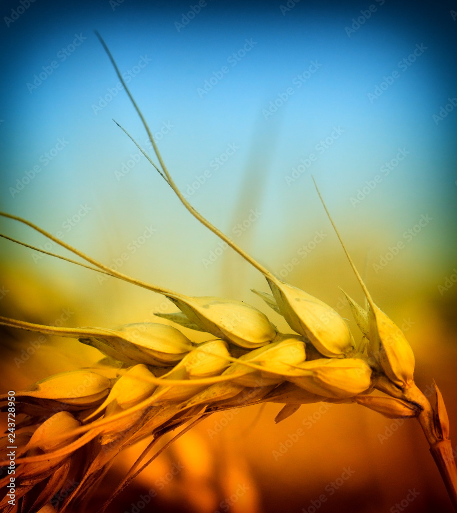 Poster golden wheat closeup