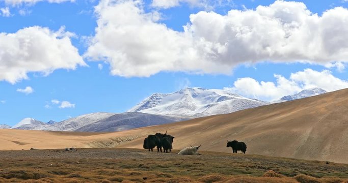 Beautiful Himalaya mountains nature landscape with yaks grazing on grassy hills and peaks with snow and ice seen in distance. Scenic panoramic 4K video background of Ladakh highlands