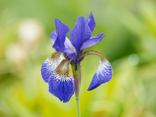 Iris germanica - L'iris d'Allemagne avec ses feuilles pointues en forme de glaive de couleur bleu...