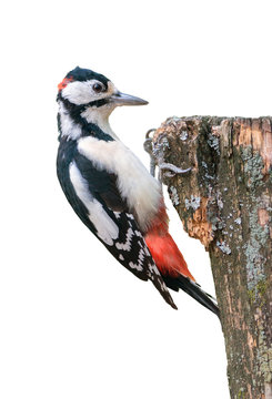 Great spotted woodpecker isolated