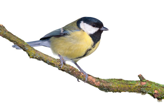 Great tit isolated on white