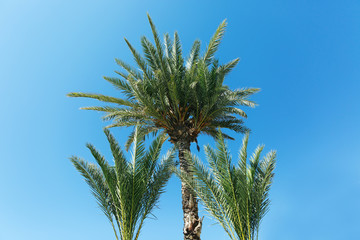 Palm trees against blue sky, Palm trees at tropical coast,coconut tree, summer tree