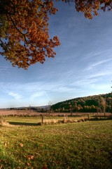 Fototapeta premium Big autumn tree