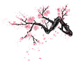 Realistic sakura blossom - Japanese cherry tree isolated on white background.