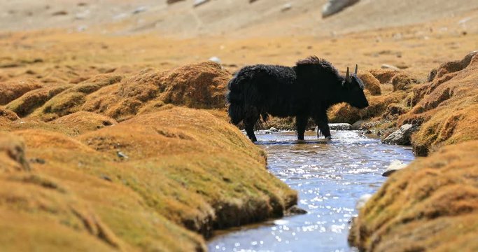 Himalaya landscape with yak grossing small mountain river flowing through valley. Traveling to remote nothern areas of India in Ladakh